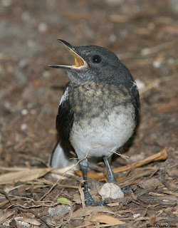 Kacer - Oriental Magpie-Robin (Copsychus saularis)